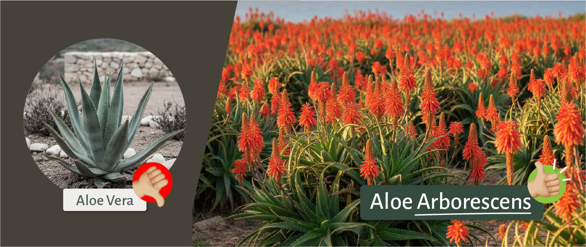 Aloe Arborescens: Il segreto dei nostri prodotti