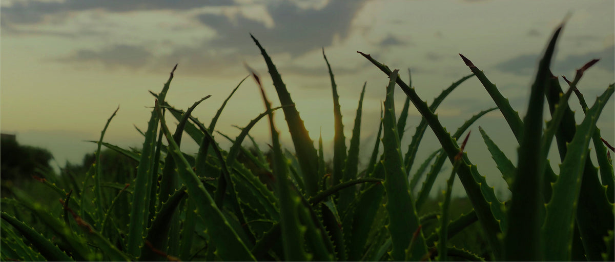 Aloe-beta®
