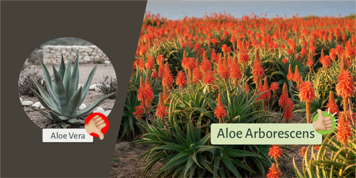 L’aloe vera è buona, ma l’aloe arborescens è migliore!