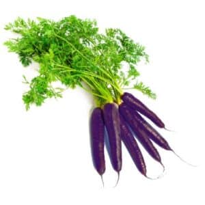Carota Nera