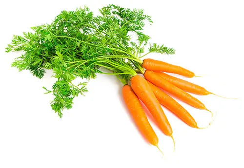 Carota