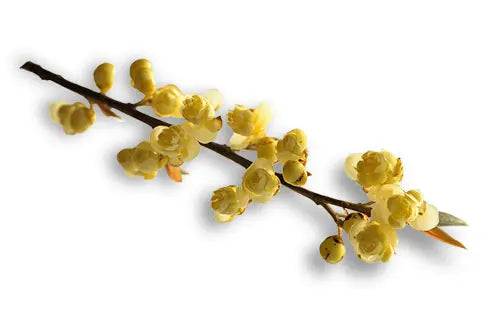 Olio di Litsea